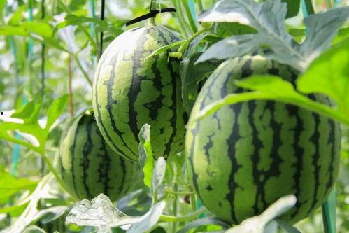 盛世东方曹县免费吃瓜,免费瓜果盛宴，共享盛世东方风采  第3张